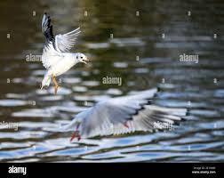 Attēlu rezultāti vaicājumam “Larus ridibundus juvenile”