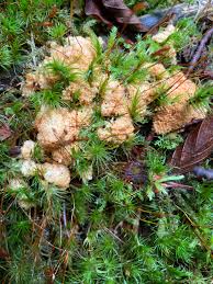 Attēlu rezultāti vaicājumam “Physarum alexandrowiczii”