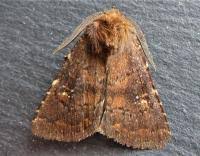 Attēlu rezultāti vaicājumam “Rusina ferruginea female”