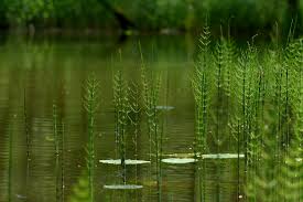 Attēlu rezultāti vaicājumam “Equisetum fluviatile”