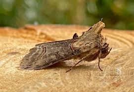 Attēlu rezultāti vaicājumam “Abrostola triplasia”