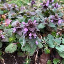 Attēlu rezultāti vaicājumam “Lamium purpureum flower”
