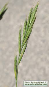 Attēlu rezultāti vaicājumam “Brachypodium sylvaticum fruit”