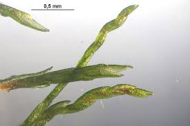 Attēlu rezultāti vaicājumam “Dicranum flagellare”