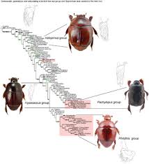 Attēlu rezultāti vaicājumam “Hypocaccus rugiceps”