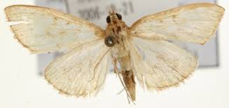 Attēlu rezultāti vaicājumam “Anania stachydalis”