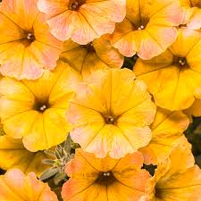 Image result for Petunia hybrida