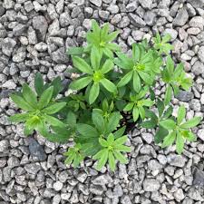 Attēlu rezultāti vaicājumam “Galium odoratum leaf”