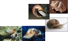 Attēlu rezultāti vaicājumam “Mollusca”
