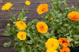 Attēlu rezultāti vaicājumam “Calendula officinalis flower”