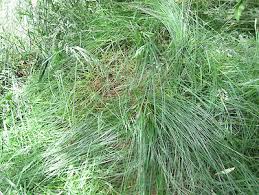 Attēlu rezultāti vaicājumam “Festuca rubra subsp. rubra”