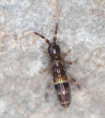 Attēlu rezultāti vaicājumam “Orchesella sp.”