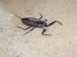 Attēlu rezultāti vaicājumam “Nepa cinerea”