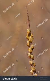 Attēlu rezultāti vaicājumam “Hippophae rhamnoides female flower”