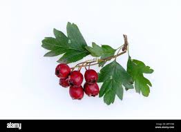 Attēlu rezultāti vaicājumam “Crataegus monogyna fruit”