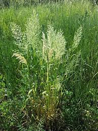 Attēlu rezultāti vaicājumam “Trisetum flavescens flower”