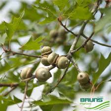 Attēlu rezultāti vaicājumam “Quercus rubra fruit”