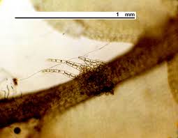 Attēlu rezultāti vaicājumam “Chiloscyphus polyanthos”