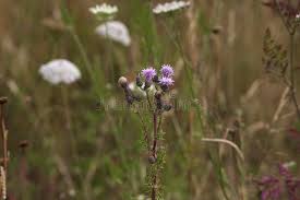 Attēlu rezultāti vaicājumam “Cirsium palustre flower”