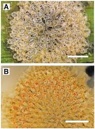 Attēlu rezultāti vaicājumam “Cribraria tenella macro”