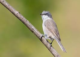 Attēlu rezultāti vaicājumam “Sylvia communis”