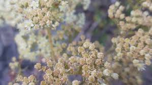 Attēlu rezultāti vaicājumam “Hylotelephium maximum flower”