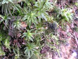 Attēlu rezultāti vaicājumam “Atrichum flavisetum”