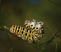 Attēlu rezultāti vaicājumam “Papilio machaon larva”