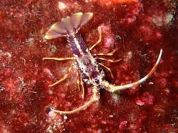 Image result for Palinurus elephas