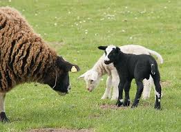 Attēlu rezultāti vaicājumam “Ovis aries juvenile”