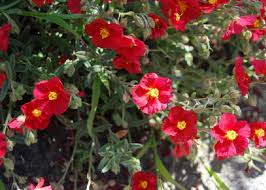 Attēlu rezultāti vaicājumam “Helianthemum x hybridum”