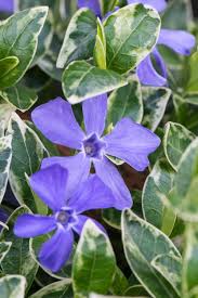Attēlu rezultāti vaicājumam “Vinca minor flower”