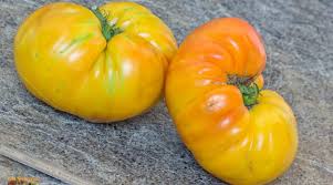 Afbeeldingsresultaat voor black elephant tomato