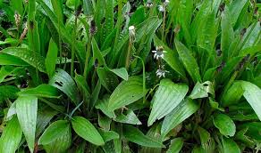 Attēlu rezultāti vaicājumam “Plantago lanceolata leaf”