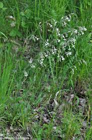 Attēlu rezultāti vaicājumam “Silene nutans”