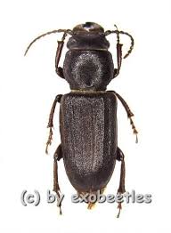 Attēlu rezultāti vaicājumam “Spondylis buprestoides”