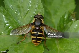 Attēlu rezultāti vaicājumam “Sericomyia silentis”