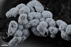 Attēlu rezultāti vaicājumam “Badhamiopsis ainoae macro”