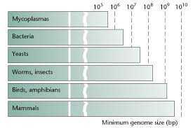 Image result for genome sizes