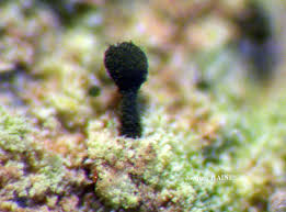 Attēlu rezultāti vaicājumam “Microcalicium disseminatum”