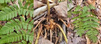 Attēlu rezultāti vaicājumam “Callicladium haldanianum sporophyte”