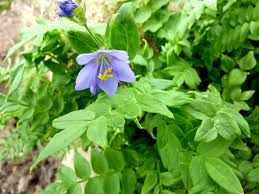 Image result for Polemonium coeruleum