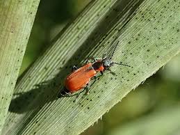 Attēlu rezultāti vaicājumam “Anthocomus rufus”