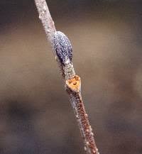 Attēlu rezultāti vaicājumam “Alnus glutinosa bud”