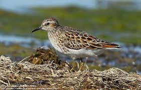 Image result for Calidris subminuta