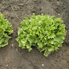 Image result for Endivie