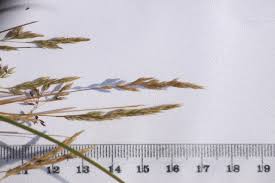 Attēlu rezultāti vaicājumam “Corynephorus canescens leaf”