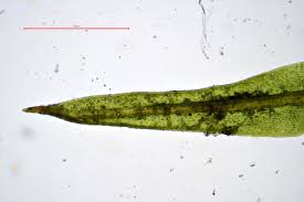 Attēlu rezultāti vaicājumam “Weissia squarrosa”