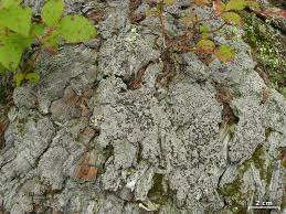 Attēlu rezultāti vaicājumam “Trapeliopsis granulosa”