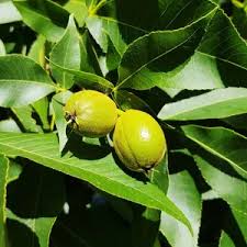 Attēlu rezultāti vaicājumam “Carya”